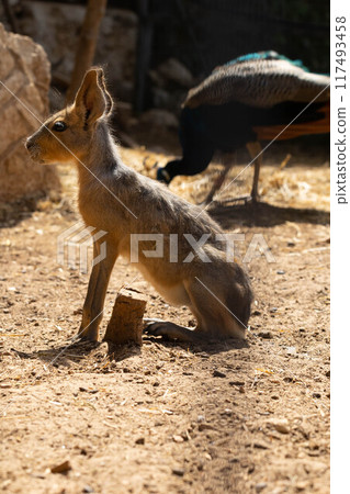 Patagonian Mara. Animal from South America. 117493458