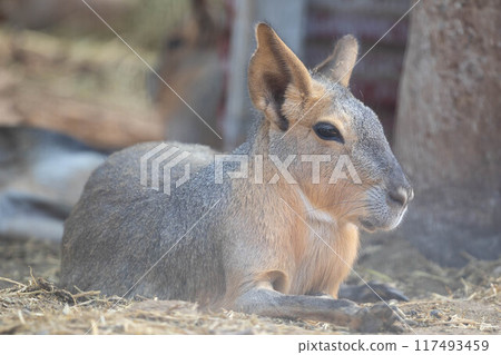 Patagonian Mara. Animal from South America. 117493459