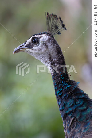 Peacock head with tuft. Close-up. Peacock head with tuft. Close-up. 117493464