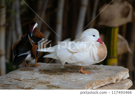 White Mandarin duck. Waterfowl. Cleans feathers White Mandarin duck. Waterfowl. Cleans feathers 117493466