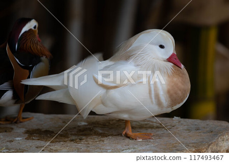 White Mandarin duck. Waterfowl. Cleans feathers White Mandarin duck. Waterfowl. Cleans feathers 117493467