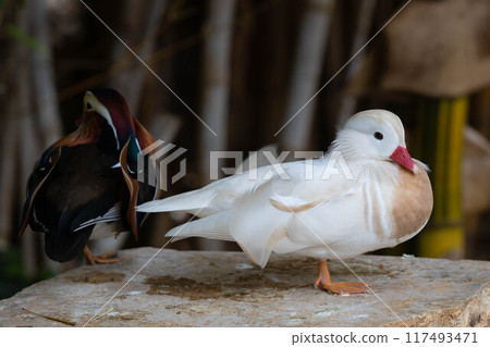 White Mandarin duck. Waterfowl. Cleans feathers White Mandarin duck. Waterfowl. Cleans feathers 117493471
