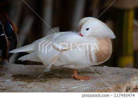 White Mandarin duck. Waterfowl. Cleans feathers White Mandarin duck. Waterfowl. Cleans feathers 117493474