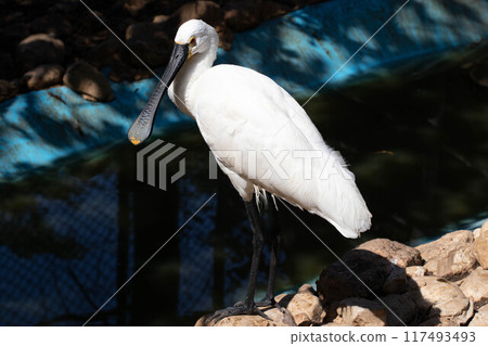 Common spoonbill hunting in the lake 117493493