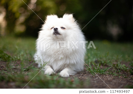 White Pomeranian breed. Pensive look White Pomeranian breed. Pensive look 117493497