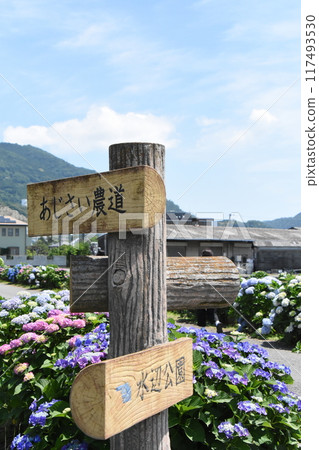 在開成町豐富的大自然中綻放的繡球花 在開成町豐富的大自然中綻放的繡球花 117493530