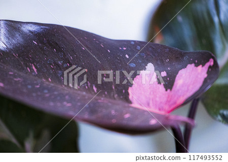 Philodendron Pink Princess Houseplant Philodendron Pink Princess Houseplant 117493552
