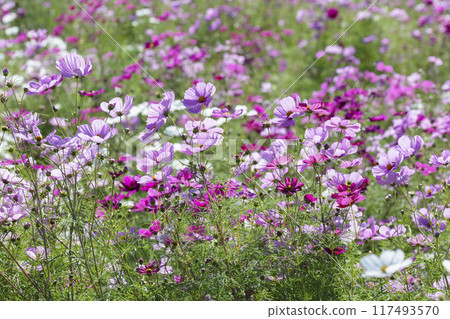 Cosmos flower field 117493570