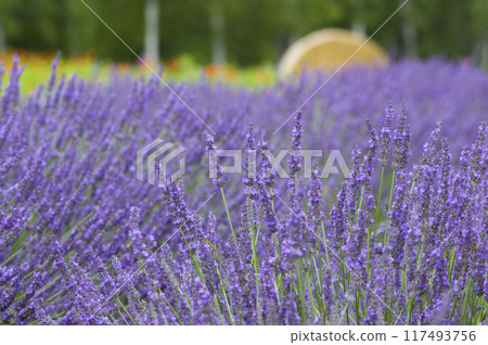 Dreamy Purple Dreamy Purple 117493756