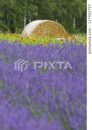 Fresh scent Fresh scent 117493757