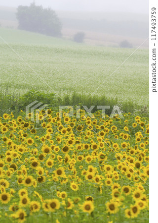 盛開在雲霧繚繞的山坡上 117493759