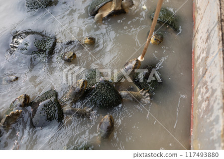 Top view of Feeding bananas to turtles, focus selective 117493880