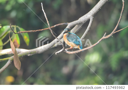 雌性翠鳥(東京都立川市根川綠道) 雌性翠鳥(東京都立川市根川綠道) 117493982