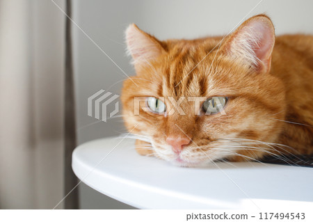 Cute ginger cat with green eyes close up portrait 117494543