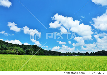 Summer blue sky and fresh green rice landscape Summer blue sky and fresh green rice landscape 117495617