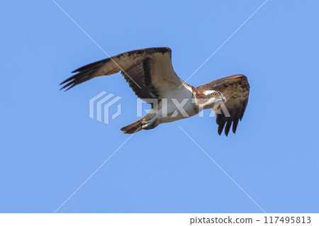 Osprey gliding in the blue sky 117495813