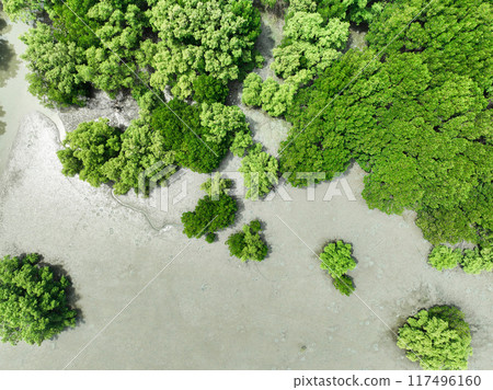 Aerial top view of green mangrove forest. Mangrove ecosystem. Natural carbon sinks. Mangroves capture CO2 from the atmosphere. Blue carbon ecosystems. Mangroves absorb carbon dioxide emissions. 117496160