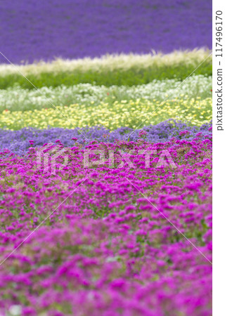 Hill where Komachisou blooms 117496170