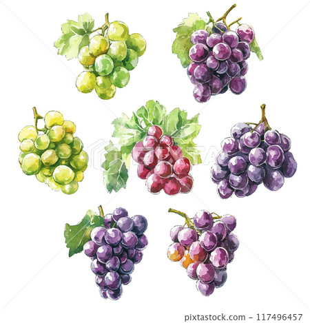 水彩風格的葡萄套裝 117496457