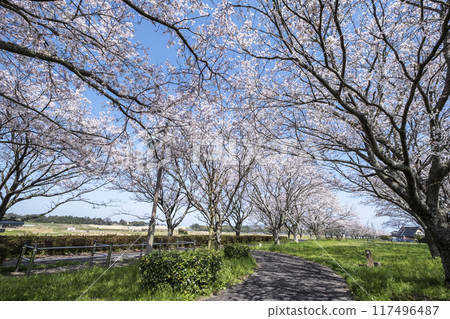 A row of cherry trees stretching across a rural landscape (near Ogamo Station on the former JNR Kurayoshi Line) A row of cherry trees stretching across a rural landscape (near Ogamo Station on the former JNR Kurayoshi Line) 117496487
