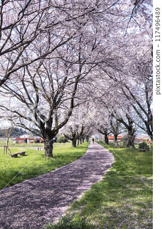 A row of cherry trees stretching across a rural landscape (near Ogamo Station on the former JNR Kurayoshi Line) A row of cherry trees stretching across a rural landscape (near Ogamo Station on the former JNR Kurayoshi Line) 117496489
