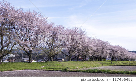 A row of cherry trees stretching across a rural landscape (near Ogamo Station on the former JNR Kurayoshi Line) 117496492