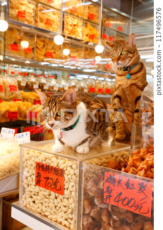 香港西德助的一家高級乾貨店裡,一隻貓在看守腰果。 香港西德助的一家高級乾貨店裡,一隻貓在看守腰果。 117496576