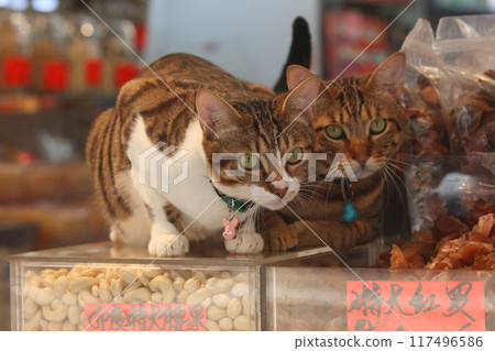 A cat tending to cashew nuts at a high-end dried goods store on De Voeux Road West in Hong Kong 117496586
