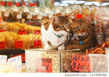 香港西德助的一家高級乾貨店裡,一隻貓在看守腰果。 香港西德助的一家高級乾貨店裡,一隻貓在看守腰果。 117496588