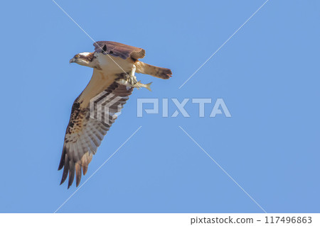 Osprey, the Flying Fisherman 117496863