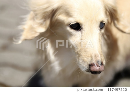 A miniature cream dachshund walking in front of the house 117497220
