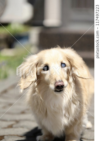 一隻迷你臘腸犬，一隻眼睛患有白內障。一隻奶油色的臘腸狗在房子前面散步。 117497223