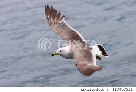 A black-tailed gull dancing comfortably on the surface of the sea A black-tailed gull dancing comfortably on the surface of the sea 117497531