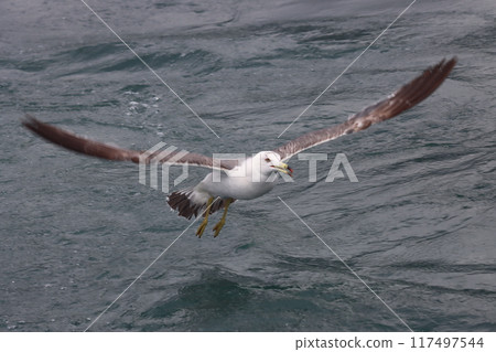 A sea lion with long wings like a glider A sea lion with long wings like a glider 117497544