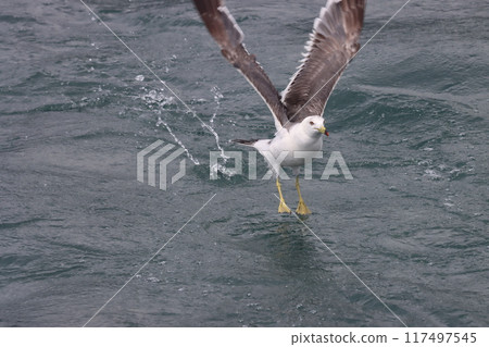A black-tailed gull leaps out of the sea A black-tailed gull leaps out of the sea 117497545