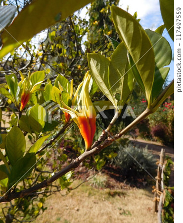 Gardenia fruit Gardenia fruit 117497559