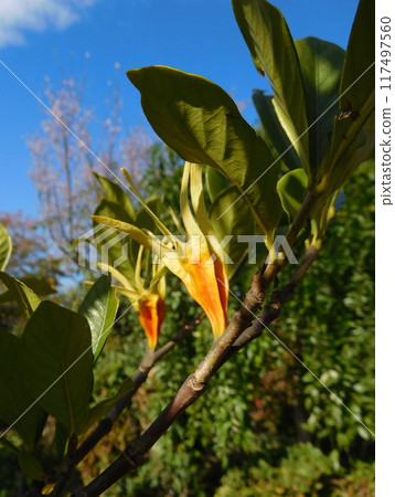 Gardenia fruit Gardenia fruit 117497560