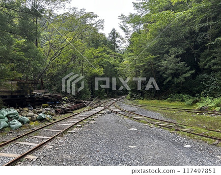 The Jomonsugi, Yakushima, is a giant cedar tree oldest tree. Trekking route from the Arakawa trailhead to Takatsuka hut. The Jomonsugi, Yakushima, is a giant cedar tree oldest tree. Trekking route from the Arakawa trailhead to Takatsuka hut. 117497851