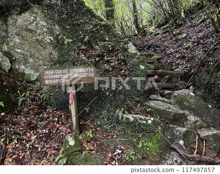 The Jomonsugi, Yakushima, is a giant cedar tree oldest tree. Trekking route from the Arakawa trailhead to Takatsuka hut. The Jomonsugi, Yakushima, is a giant cedar tree oldest tree. Trekking route from the Arakawa trailhead to Takatsuka hut. 117497857
