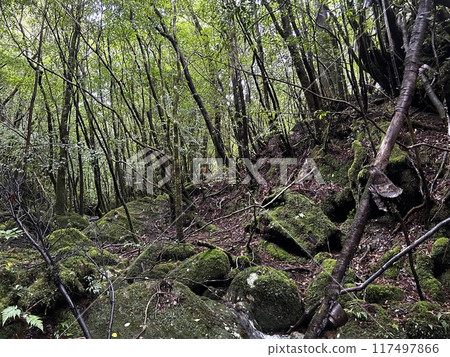 The Jomonsugi, Yakushima, is a giant cedar tree oldest tree. Trekking route from the Arakawa trailhead to Takatsuka hut. The Jomonsugi, Yakushima, is a giant cedar tree oldest tree. Trekking route from the Arakawa trailhead to Takatsuka hut. 117497866