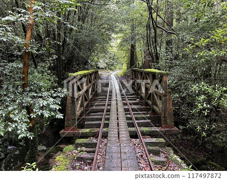The Jomonsugi, Yakushima, is a giant cedar tree oldest tree. Trekking route from the Arakawa trailhead to Takatsuka hut. 117497872