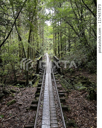 The Jomonsugi, Yakushima, is a giant cedar tree oldest tree. Trekking route from the Arakawa trailhead to Takatsuka hut. The Jomonsugi, Yakushima, is a giant cedar tree oldest tree. Trekking route from the Arakawa trailhead to Takatsuka hut. 117497873