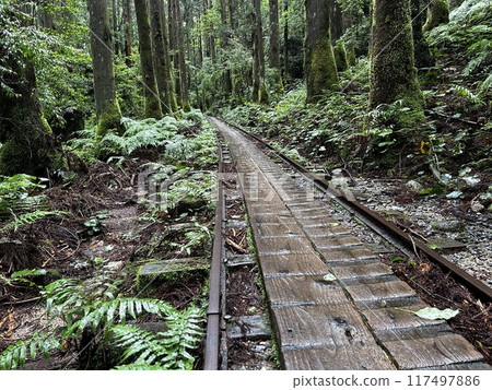 The Jomonsugi, Yakushima, is a giant cedar tree oldest tree. Trekking route from the Arakawa trailhead to Takatsuka hut. The Jomonsugi, Yakushima, is a giant cedar tree oldest tree. Trekking route from the Arakawa trailhead to Takatsuka hut. 117497886