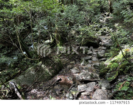 The Jomonsugi, Yakushima, is a giant cedar tree oldest tree. Trekking route from the Arakawa trailhead to Takatsuka hut. 117497915