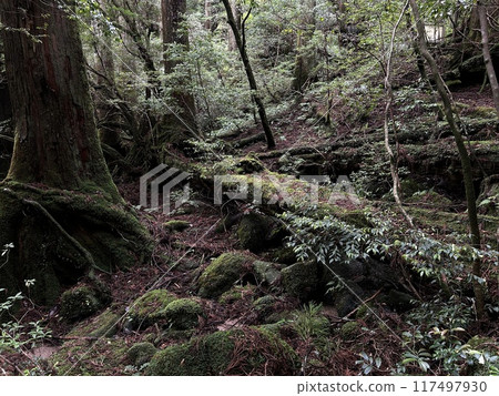 The Jomonsugi, Yakushima, is a giant cedar tree oldest tree. Trekking route from the Arakawa trailhead to Takatsuka hut. The Jomonsugi, Yakushima, is a giant cedar tree oldest tree. Trekking route from the Arakawa trailhead to Takatsuka hut. 117497930