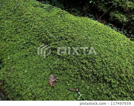 The Jomonsugi, Yakushima, is a giant cedar tree oldest tree. Trekking route from the Arakawa trailhead to Takatsuka hut. 117497939