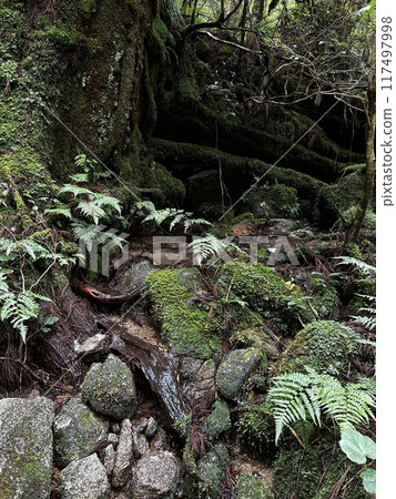 The Jomonsugi, Yakushima, is a giant cedar tree oldest tree. Trekking route from the Arakawa trailhead to Takatsuka hut. 117497998