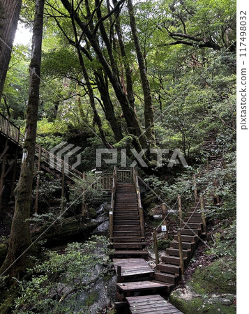 The Jomonsugi, Yakushima, is a giant cedar tree oldest tree. Trekking route from the Arakawa trailhead to Takatsuka hut. The Jomonsugi, Yakushima, is a giant cedar tree oldest tree. Trekking route from the Arakawa trailhead to Takatsuka hut. 117498032