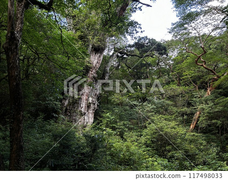 The Jomonsugi, Yakushima, is a giant cedar tree oldest tree. Trekking route from the Arakawa trailhead to Takatsuka hut. The Jomonsugi, Yakushima, is a giant cedar tree oldest tree. Trekking route from the Arakawa trailhead to Takatsuka hut. 117498033