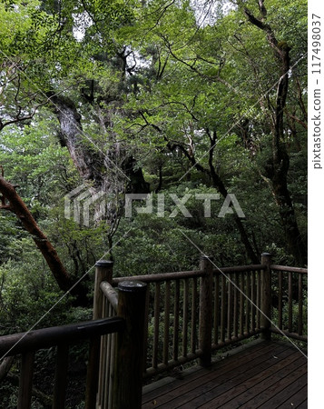 The Jomonsugi, Yakushima, is a giant cedar tree oldest tree. Trekking route from the Arakawa trailhead to Takatsuka hut. 117498037